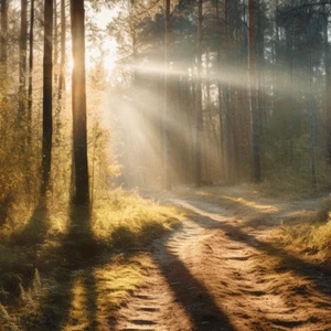 Communing With Nature: Relaxation Through Nature Walks